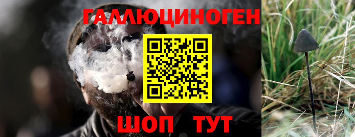 Галлюциногенные грибы Psilocybine cubensis Бор